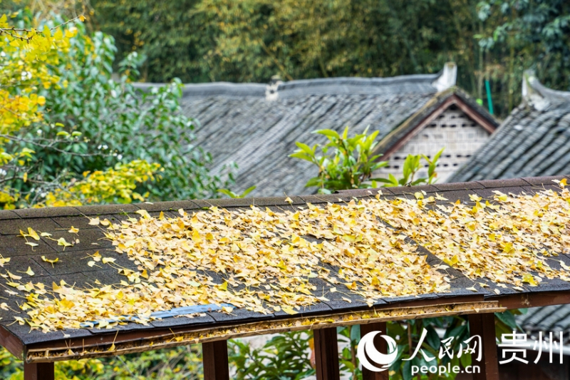 屋根の上に落ちたイチョウの葉。撮影?陽(yáng)茜