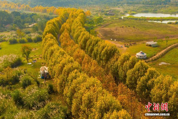 冬を迎えた広陽(yáng)島のアオギリ並木道の情景（撮影?郭旭）。