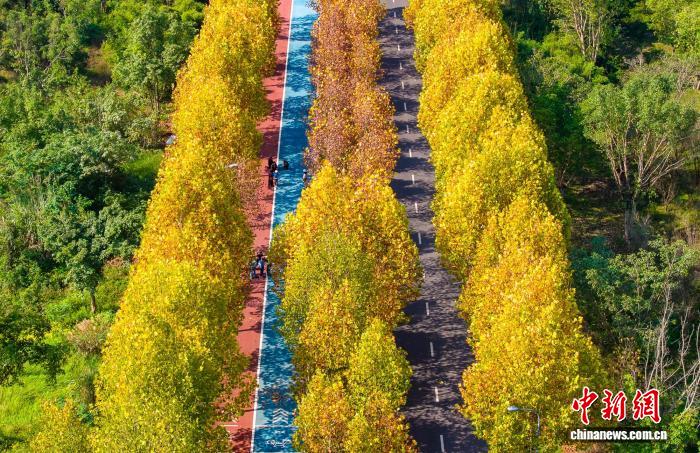 長江上流最大の中州?広陽島に広がる金色の絵巻　重慶