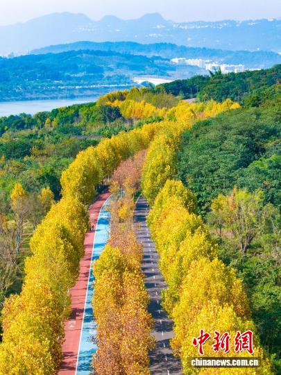 長江上流最大の中州?広陽島に広がる金色の絵巻　重慶