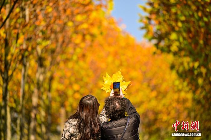 長江上流最大の中州?広陽島に広がる金色の絵巻　重慶