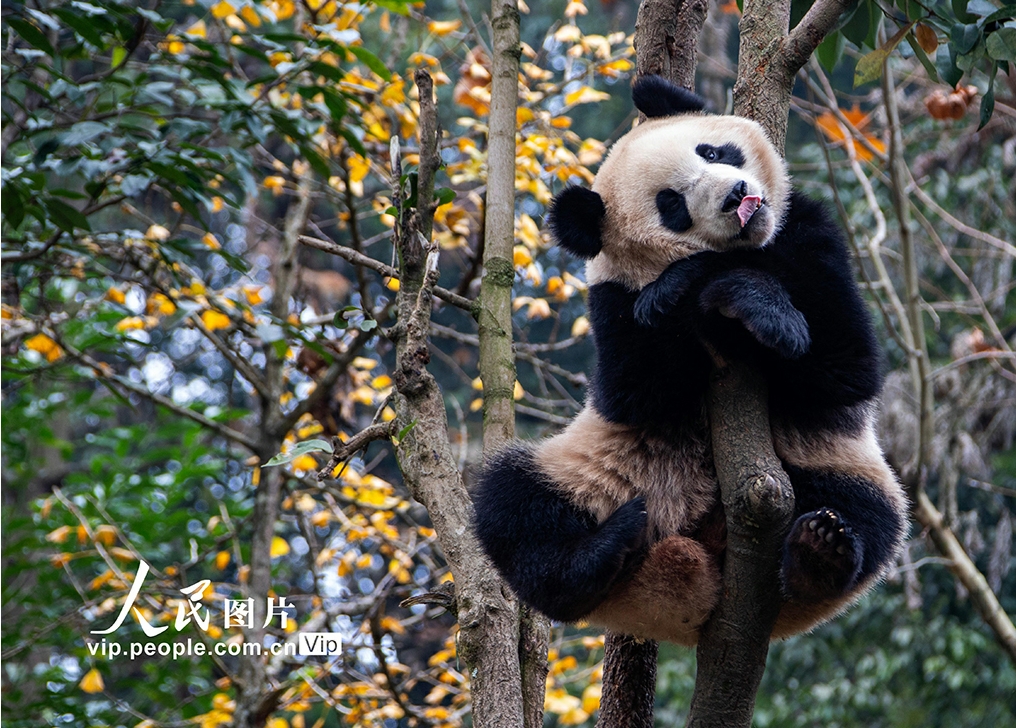 愛らしい姿で人々を魅了するジャイアントパンダ　四川省雅安