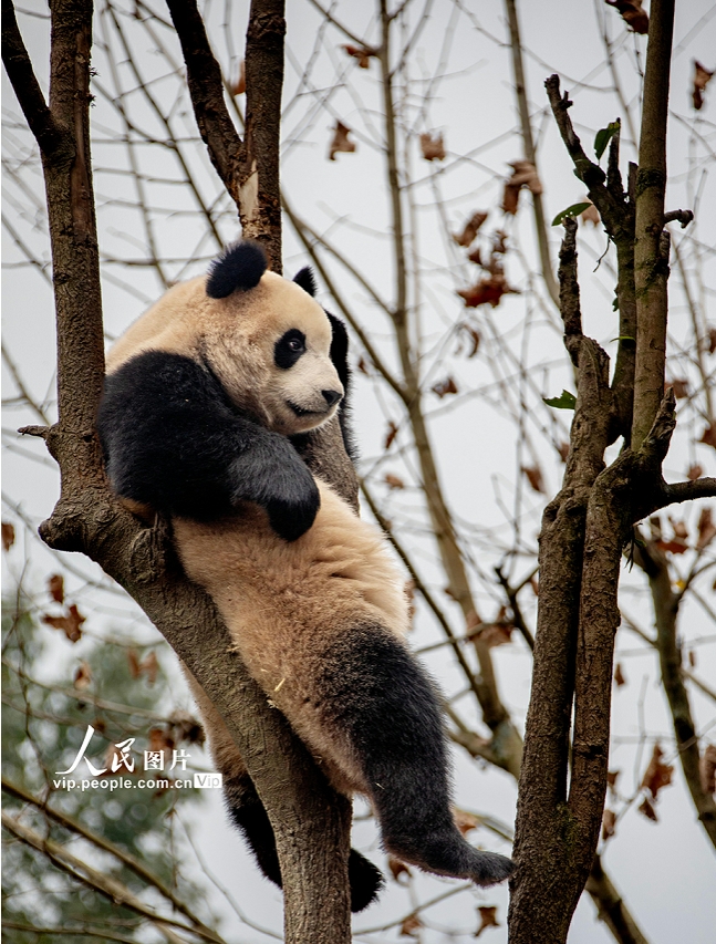 愛らしい姿で人々を魅了するジャイアントパンダ　四川省雅安