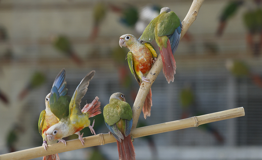 （畫像著作権はCFP視覚中國所有のため転載禁止）