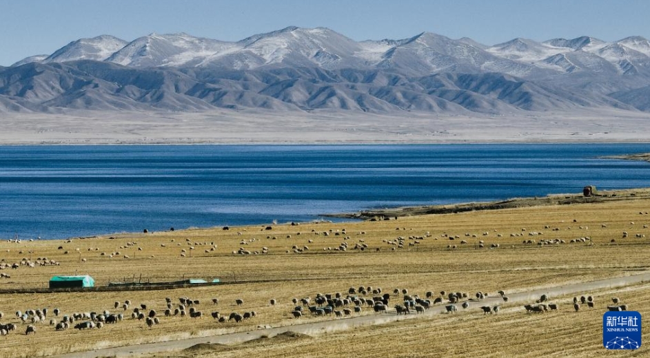青海湖の湖畔で撮影されたヒツジの群れ（11月28日、ドローンによる撮影?杜笑微）。