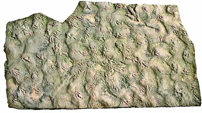 獣腳類が殘した痕跡。撮影?邢立達(dá)（光明図片）