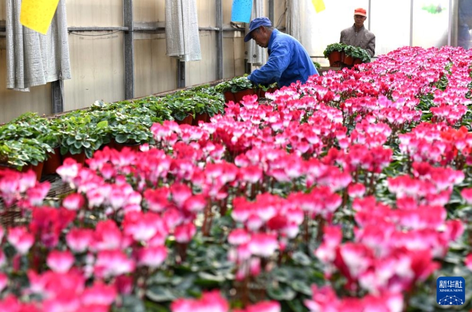 花農(nóng)家の増収を支える「生花経済」　河北省