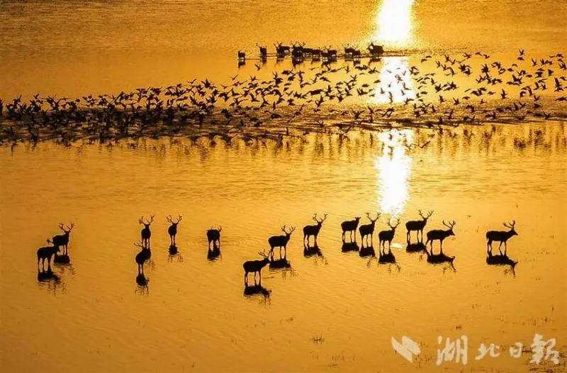 11月27日早朝、シフゾウの群れとガンの群れがコラボする絶景が広がった石首市天鵝洲の長(zhǎng)江故道（舊河道、撮影?楊濤）。