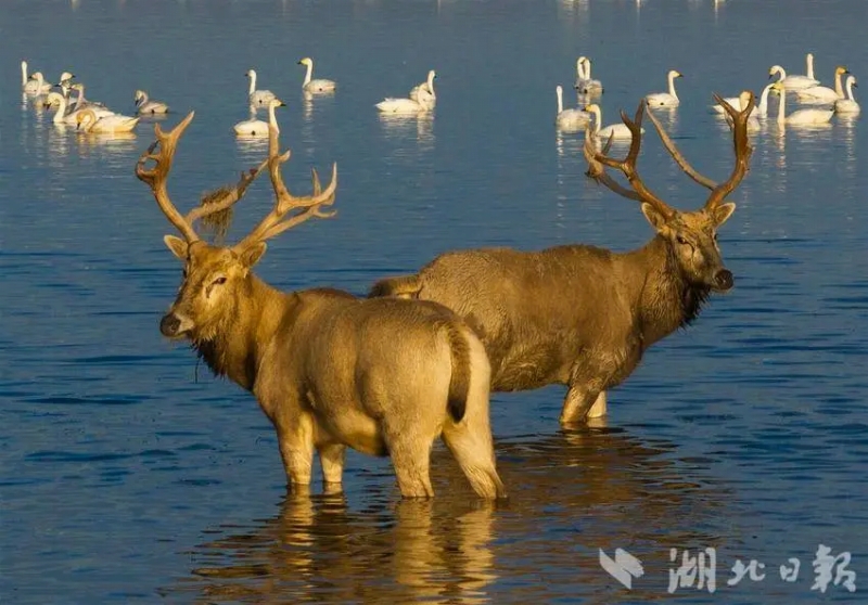 11月26日、越冬するために飛來したハクチョウの群れが泳ぐ天鵝洲の長江故道で休む2頭のシフゾウ（撮影?楊濤）。