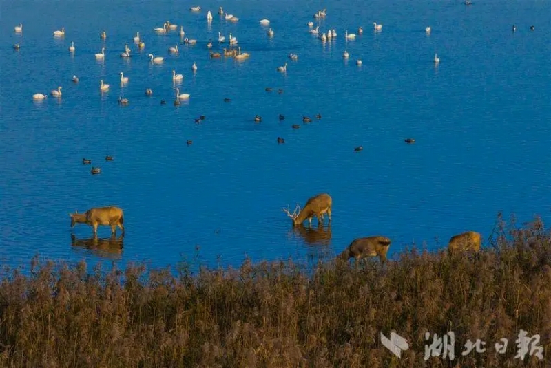 11月26日、石首シフゾウ國家級自然保護(hù)區(qū)で、のんびりと過ごすシフゾウとハクチョウ（撮影?楊濤）。