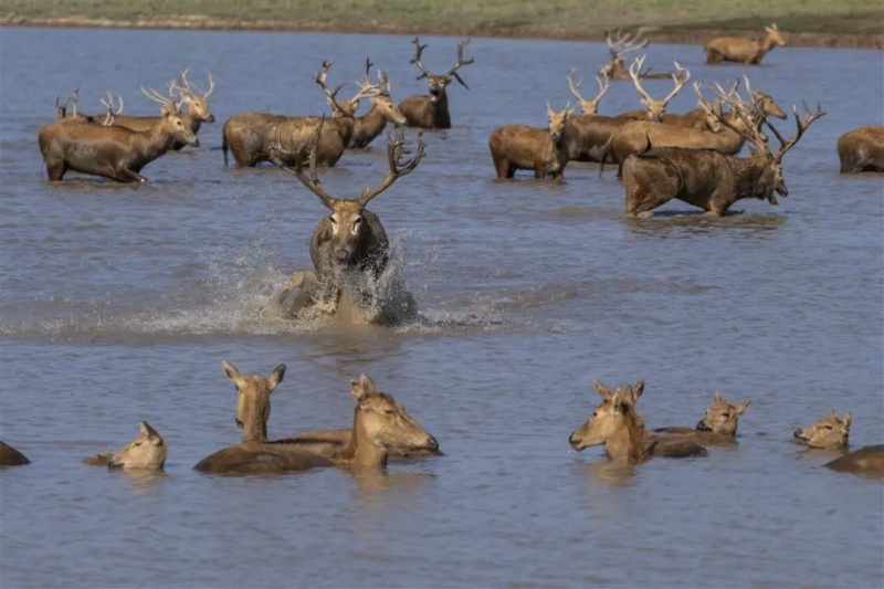 石首シフゾウ國家級自然保護(hù)區(qū)で、のんびりと過ごすシフゾウ（撮影?雷剛）。