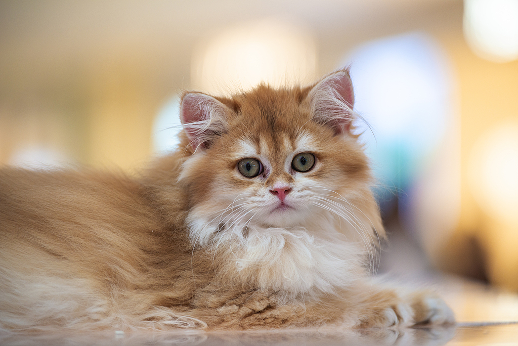 【音聲ニュース】ペットを飼う中國の若者は約2000萬人　関連する雇用は30％増加