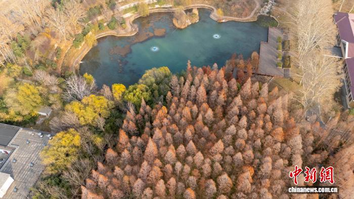 色彩豊かな初冬の林（ドローンによる撮影?王佳寧）。