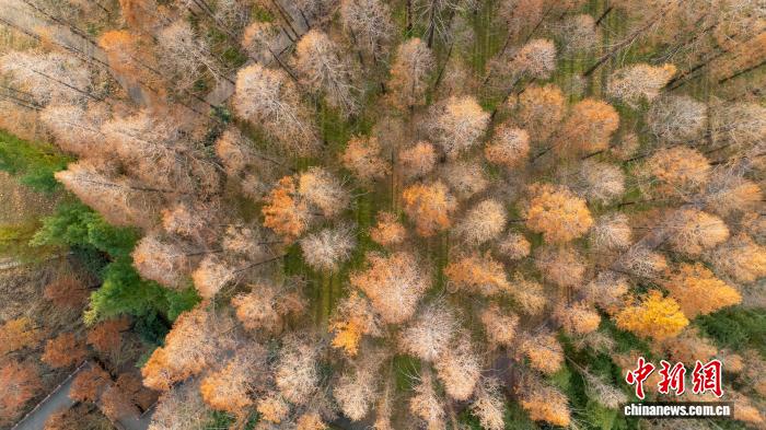 「メイラード」色に染まった林　河南省鄭州市