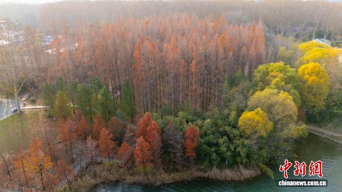 「メイラード」色に染まった林　河南省鄭州市