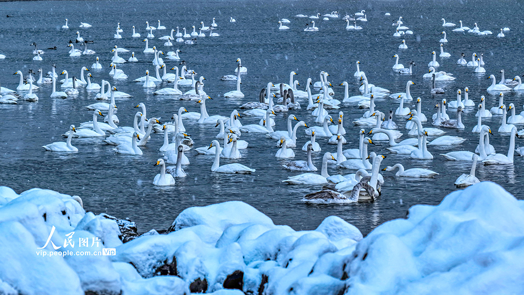 白鳥の群れが羽を休める山東省栄成市俚島鎮(zhèn)煙墩角村にある天鵝灣（撮影?李信君/寫真著作権は人民図片が所有のため転載禁止）。