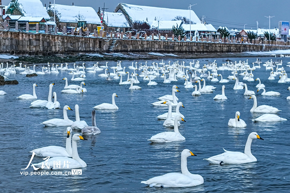 白鳥が舞う美しい雪景色　山東省栄成