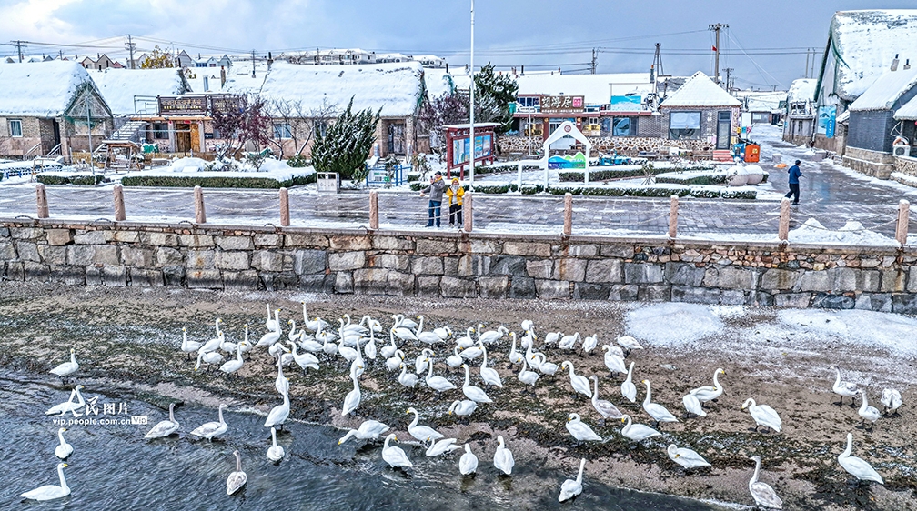 白鳥(niǎo)が舞う美しい雪景色　山東省栄成
