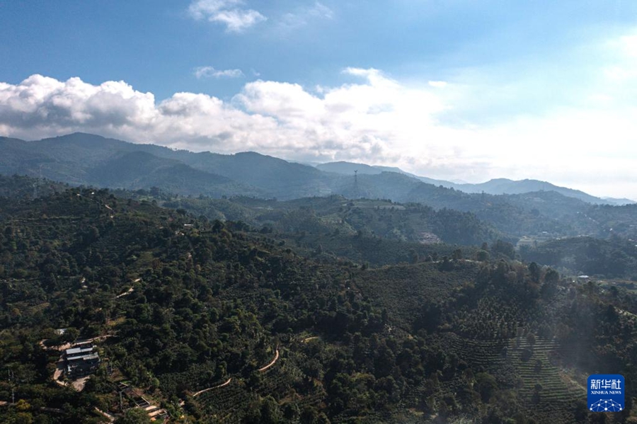 豊作シーズンを迎えたコーヒー畑　雲(yún)南省普洱