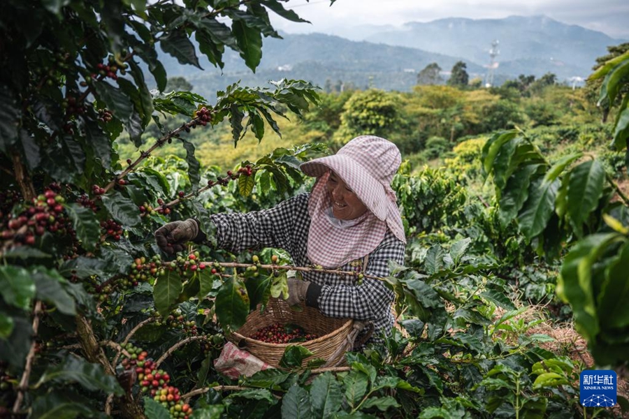 豊作シーズンを迎えたコーヒー畑　雲(yún)南省普洱