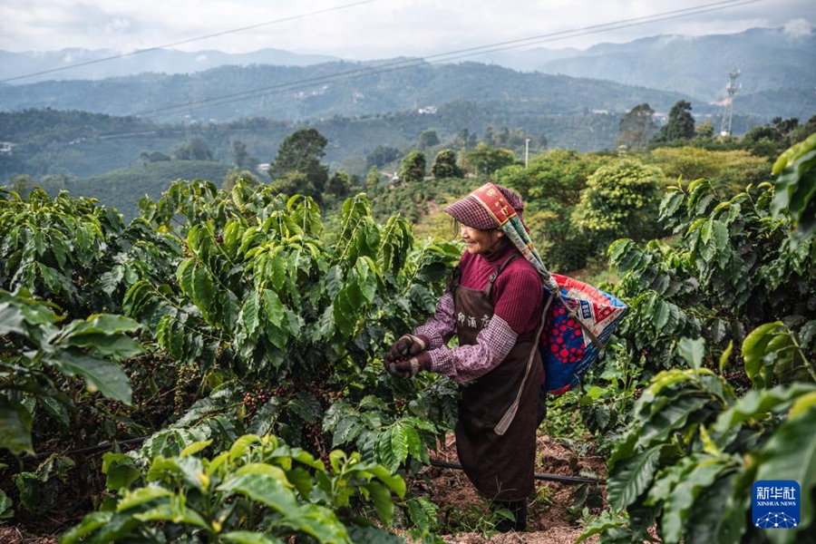 雲(yún)南省普洱市にあるコーヒー畑で、コーヒー豆を収穫する様子（12月6日撮影?王冠森）。
