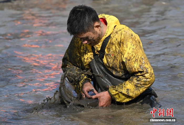 泥まみれで魚を捕まえる西渓濕地の「干塘節(jié)」開催　浙江省杭州