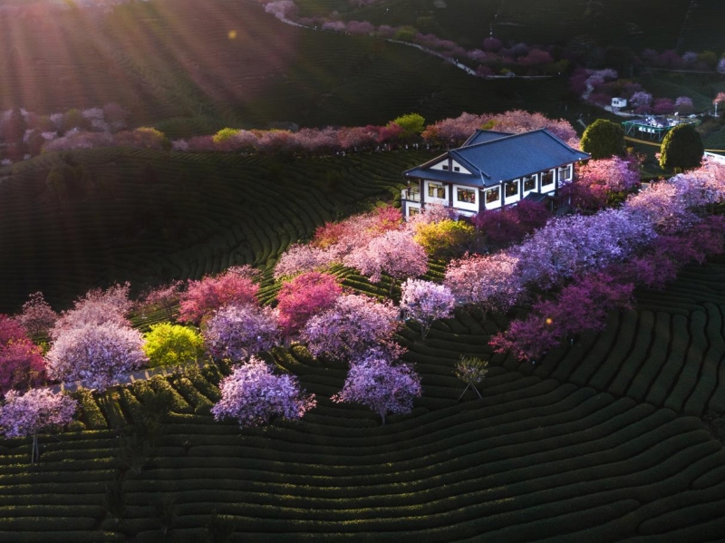 桜の花が満開となる時期の「臺品桜花茶園」（畫像提供?漳平市メディアコンバージェンスセンター）。