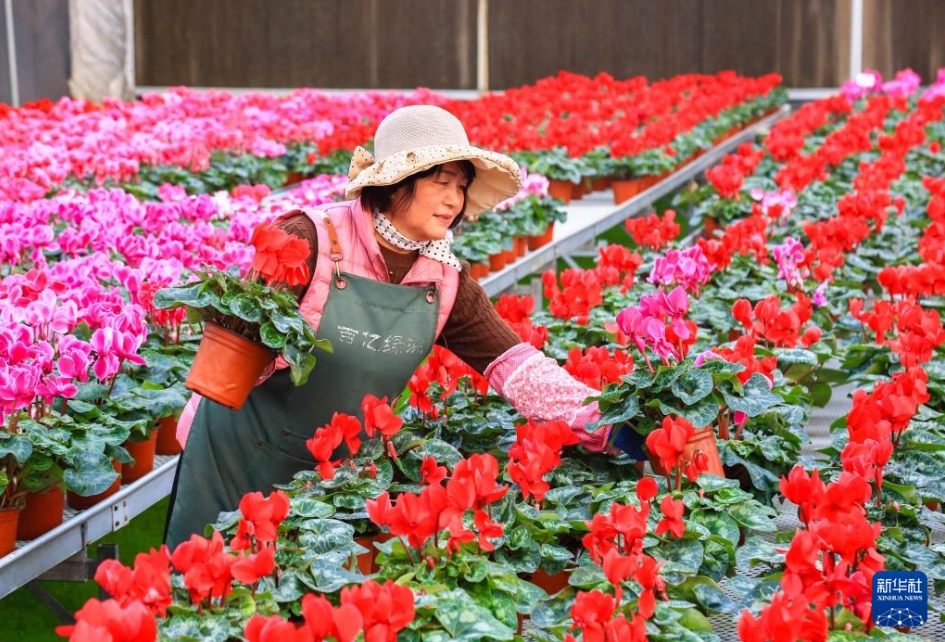 農(nóng)村振興をバックアップする「花卉経済」　山東省即墨