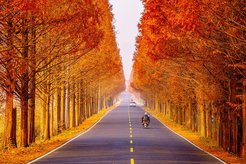 真っ赤に色づいたメタセコイアの並木道　浙江省嵊州