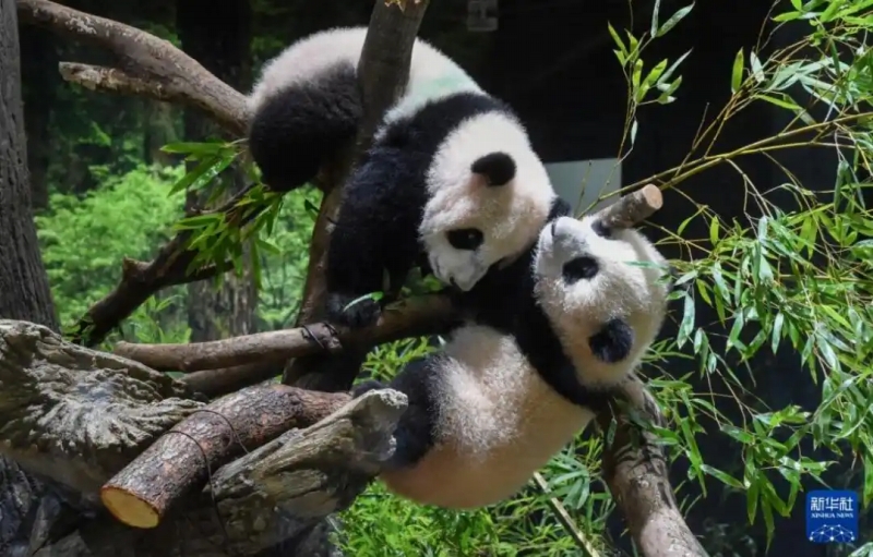東京上野動(dòng)物園でじゃれ合うパンダの「暁暁」（寫(xiě)真上）と「蕾蕾」（寫(xiě)真下、畫(huà)像提供?東京動(dòng)物園協(xié)會(huì)）。