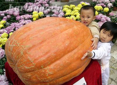 有人宇宙飛行船「神舟5號(hào)」が宇宙で育種したカボチャが、150キログラムを超える実を結(jié)んだ。（2004年9月）