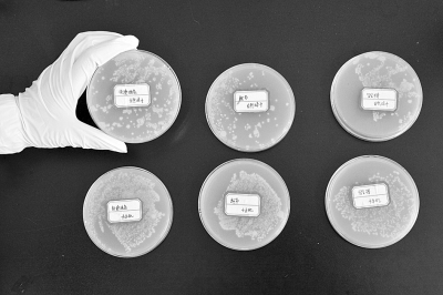 上は自然乾燥させた手にいた細(xì)菌の量。下はハンドドライヤーで乾かした手にいた細(xì)菌の量。