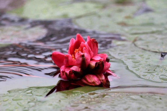 1つの莖に4つの花を咲かせたスイレン（畫(huà)像は崇明區(qū)が提供）。