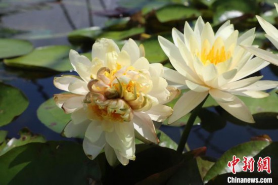 花蕊が7つある花を咲かせたスイレン（撮影?陸暁川）。