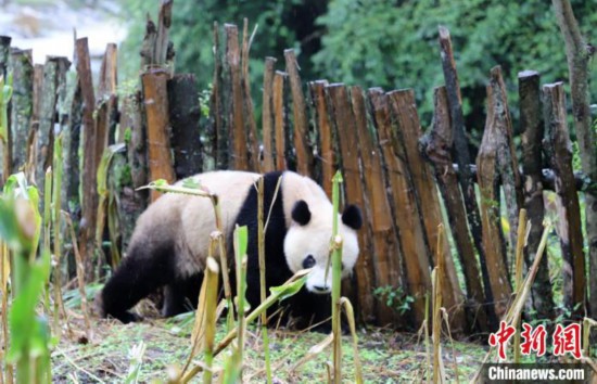 「下山」してきた野生のパンダ（撮影?張汶雯）。