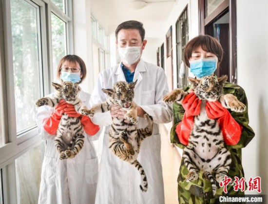 アモイトラの赤ちゃん3頭を抱っこするスタッフ（資料寫真?洛陽王城公園が提供）。