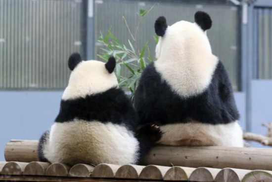 ジャイアントパンダの「香香（シャンシャン）」と母親の「仙女（シィエンニュ：日本名は真真）」（寫真著作権は東方ICが所有のため転載禁止）。