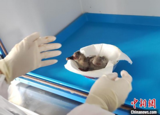 孵化したトキのヒナ（撮影?忻媛）。