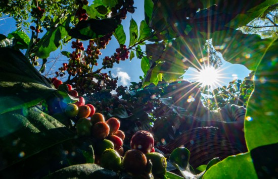 雲(yún)南省普洱市野鴨塘河谷コーヒー農(nóng)園でコーヒーの実を収穫する人（資料寫真?2022年11月16日撮影?江文耀）。