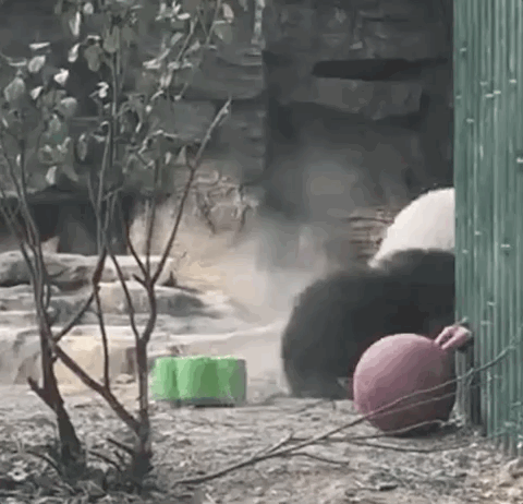 ワイルドに登場(chǎng)したモンラン