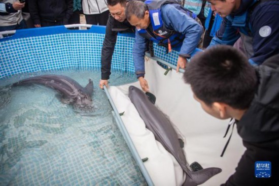 プールで放流を待つスナメリ（4月25日撮影?伍志尊）。