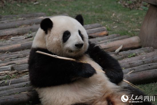 竹を食べるパンダ?花花（寫真提供?成都ジャイアントパンダ繁殖研究基地）。