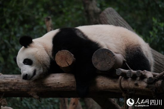「トップ女優(yōu)」と呼ばれる花花の弟「和葉（ホーイエ）」（寫真提供?成都ジャイアントパンダ繁殖研究基地）。