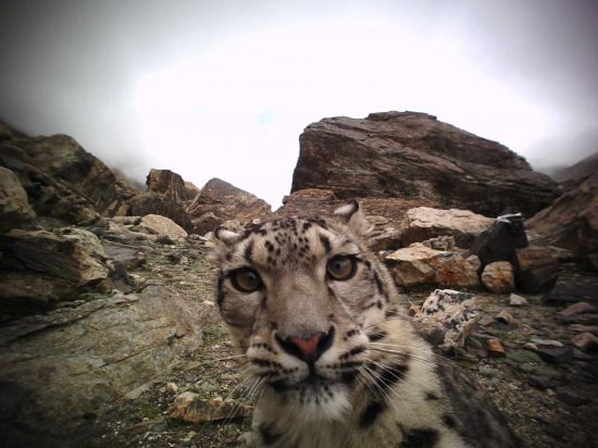 チョモランマ地區(qū)の赤外線カメラが捉えたユキヒョウ（資料寫真）。