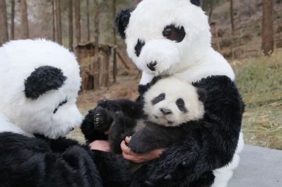 パンダ服を著てパンダの赤ちゃんの健康診斷をする科學研究者。（撮影?謝浩）