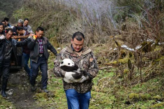 母パンダの匂いをこすり付けた服を著て、赤ちゃんパンダを移動させる?yún)掖￥丹?。（撮?李伝有）