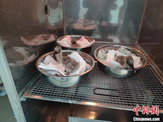 (寫真提供?陝西省漢中トキ國(guó)家級(jí)自然保護(hù)區(qū))