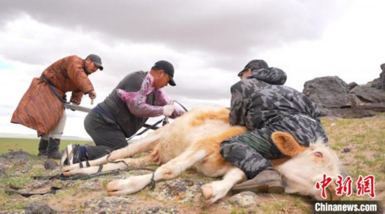 難産の牛の出産を介助する鋼蘇勒徳さんたち（撮影?崔博群）。