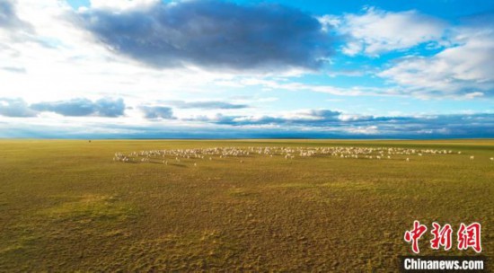 夏営地への大移動(dòng)（撮影?崔博群）。