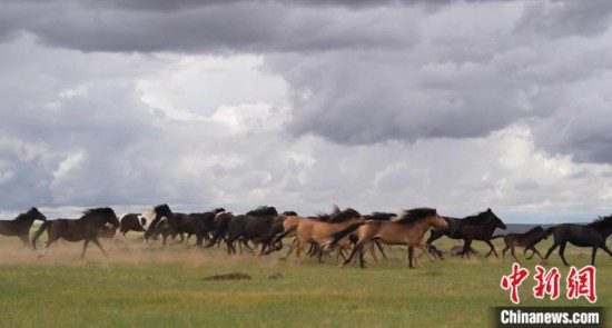 草原を駆ける馬の群れ（撮影?崔博群）。